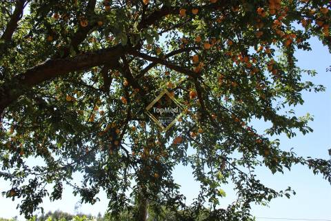 Quinta, vinha de 7 hectares