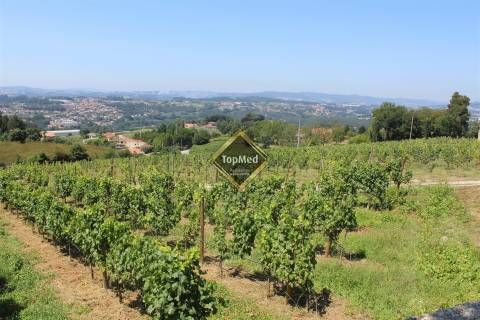 Quinta, vinha de 7 hectares