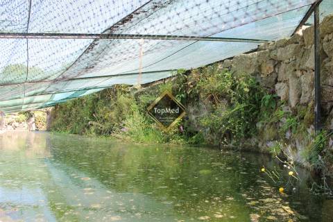 Quinta, vinha de 7 hectares