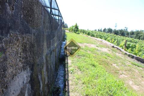 Quinta, vinha de 7 hectares