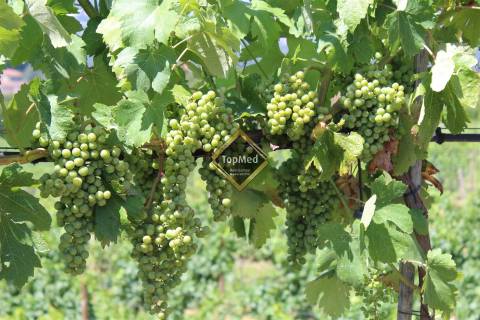 Quinta, vinha de 7 hectares