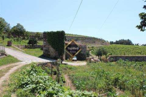 Quinta, vinha de 7 hectares