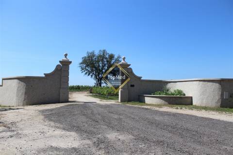 Quinta, vinha de 7 hectares