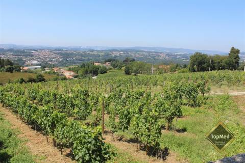 Quinta, vinha de 7 hectares