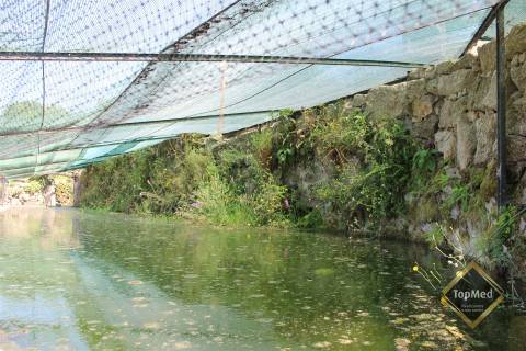 Quinta, vinha de 7 hectares