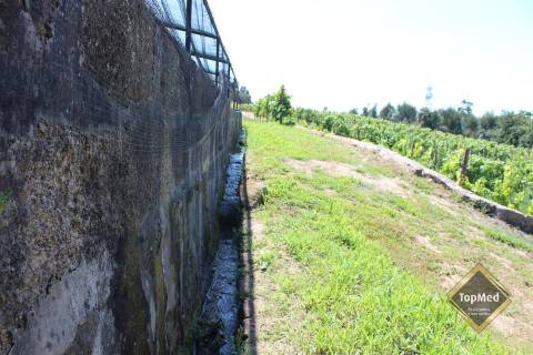 Quinta, vinha de 7 hectares
