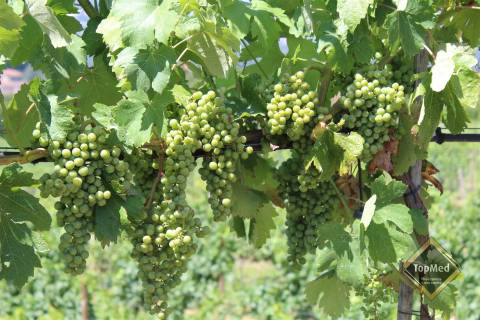 Quinta, vinha de 7 hectares