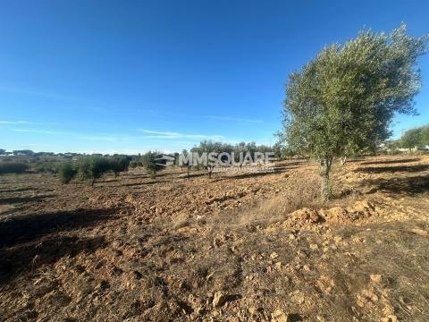 Quintinha T7 Venda em Ourique,Ourique