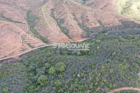 Terreno Rústico  Venda em Santana da Serra,Ourique