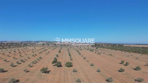 Herdade  Venda em Garvão e Santa Luzia,Ourique