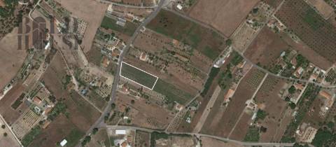 Terreno  Arrendamento em Cartaxo e Vale da Pinta,Cartaxo