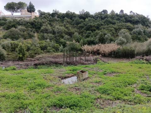 Terreno Rústico  Venda em Cartaxo e Vale da Pinta,Cartaxo