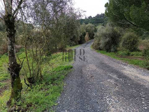 Terreno Rústico  Venda em Cartaxo e Vale da Pinta,Cartaxo
