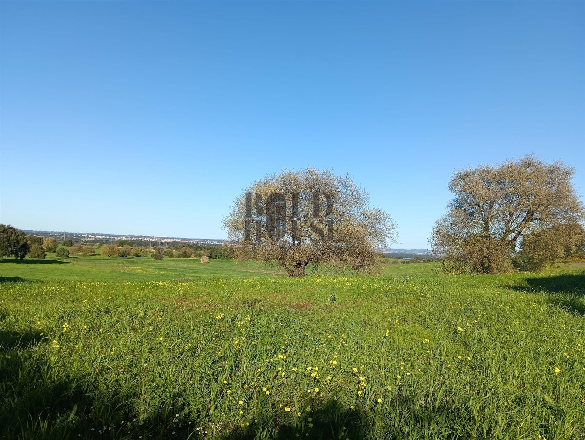 Terreno Rústico  Venda em Pontével,Cartaxo