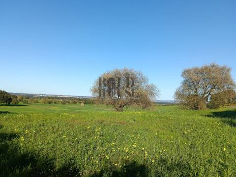 Terreno Rústico  Venda em Pontével,Cartaxo