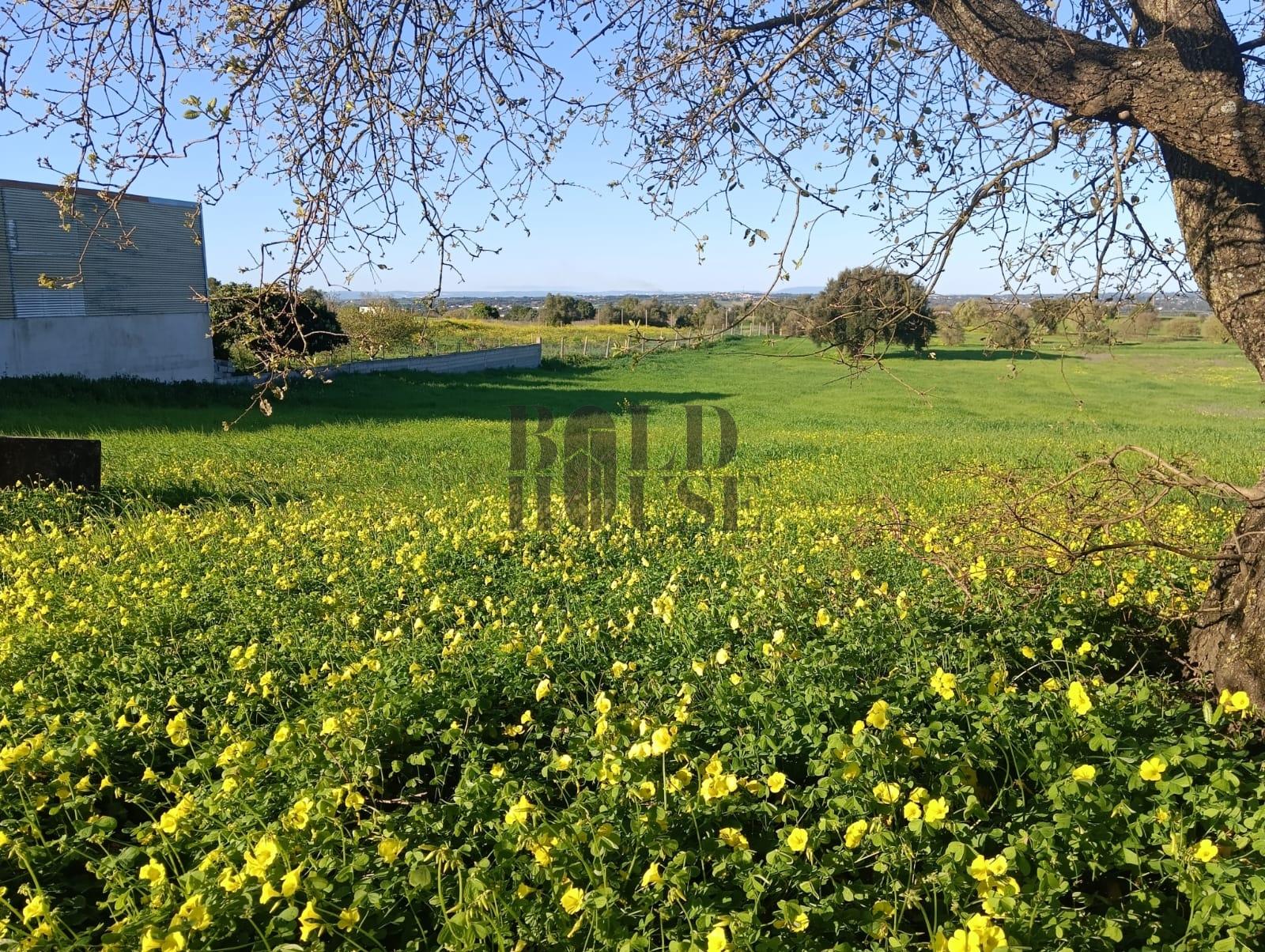 Terreno Rústico  Venda em Pontével,Cartaxo