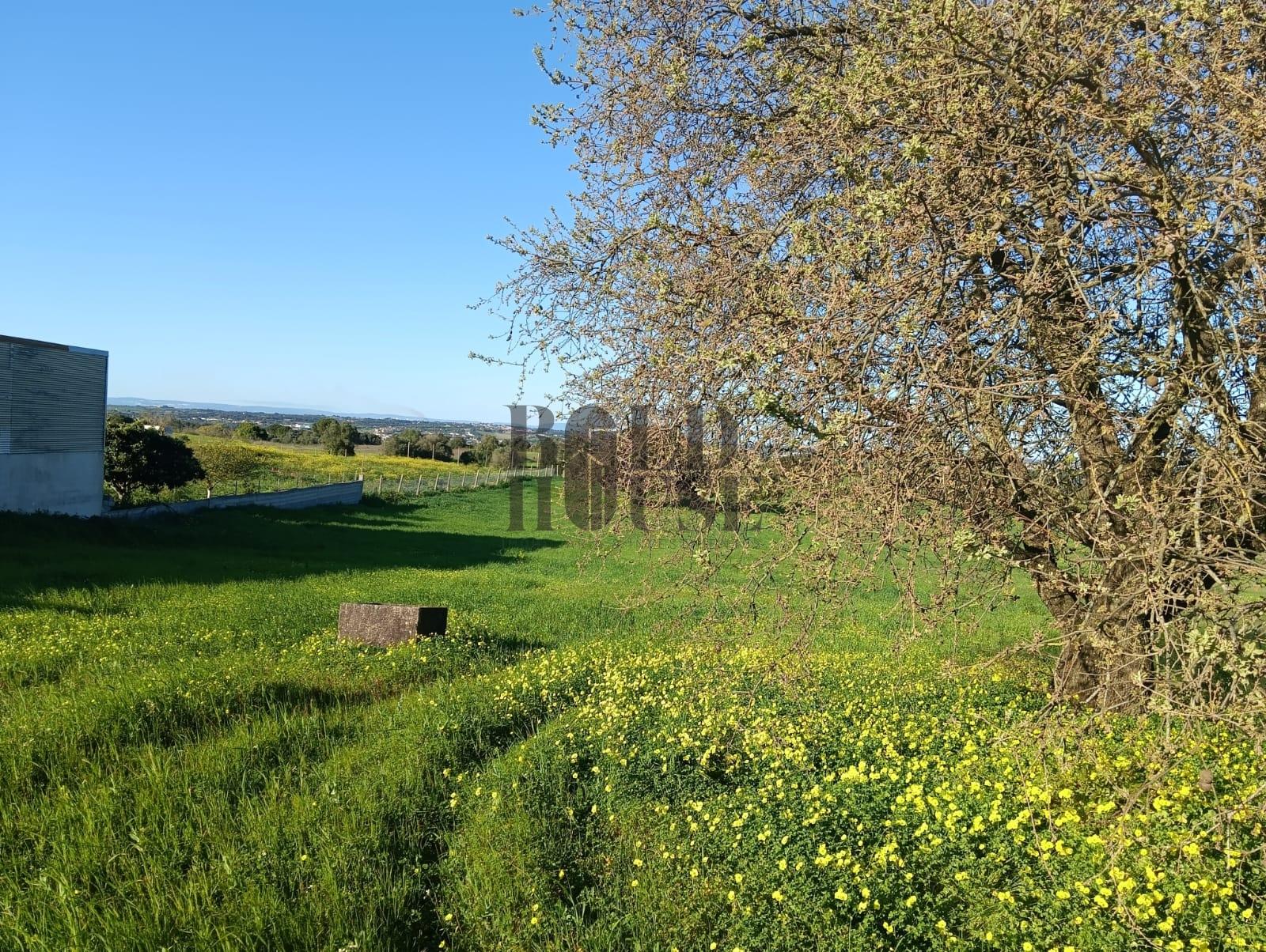 Terreno Rústico  Venda em Pontével,Cartaxo