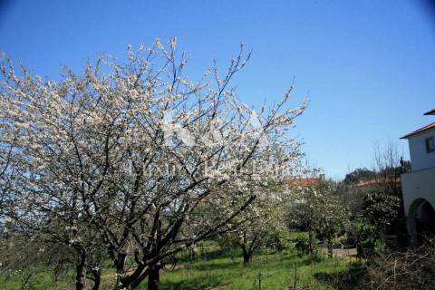 Quinta a 20 minutos do Porto