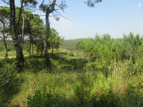 Terreno na Serra da Boa Viagem