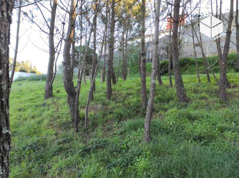 TAVAREDE  _ TERRENO URBANIZÁVEL NA CHÃ COM 4412 M2