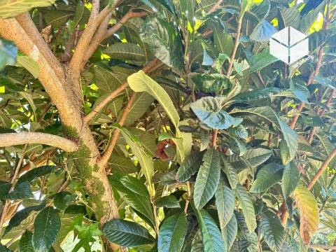 VALADA / GESTEIRA – PROPRIEDADE COM  1.297 m²