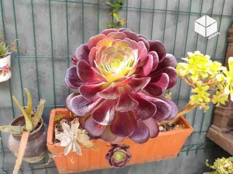 MORADIA DE TRAÇA ANTIGA NO BAIRRO NOVO – FIGUEIRA DA FOZ