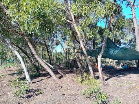 Terreno Agrícola com Vista Mar – Cabeço de Águia, Rogil (Aljezur)