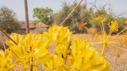 Terreno de 2ha com Ruina junto à Praia da Luz, Lagos