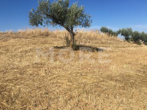 Terreno Rústico - Alqueva - Portel
