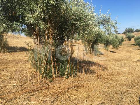Terreno Rústico - Alqueva - Portel