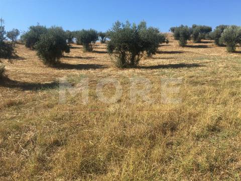 Terreno Rústico - Alqueva - Portel