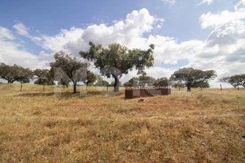 Herdade - Alvito