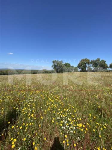 Terreno Rústico com 18.750 m² – Alcáçovas, Viana do Alentejo