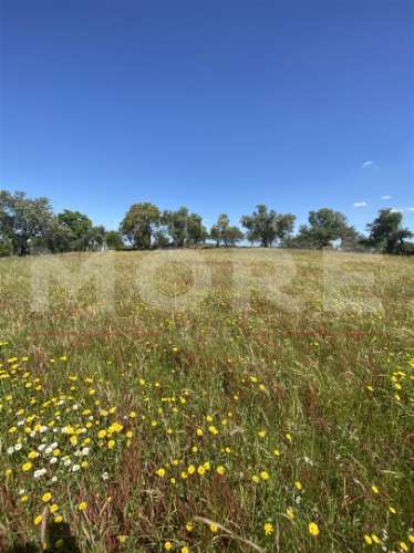 Terreno Rústico com 18.750 m² – Alcáçovas, Viana do Alentejo