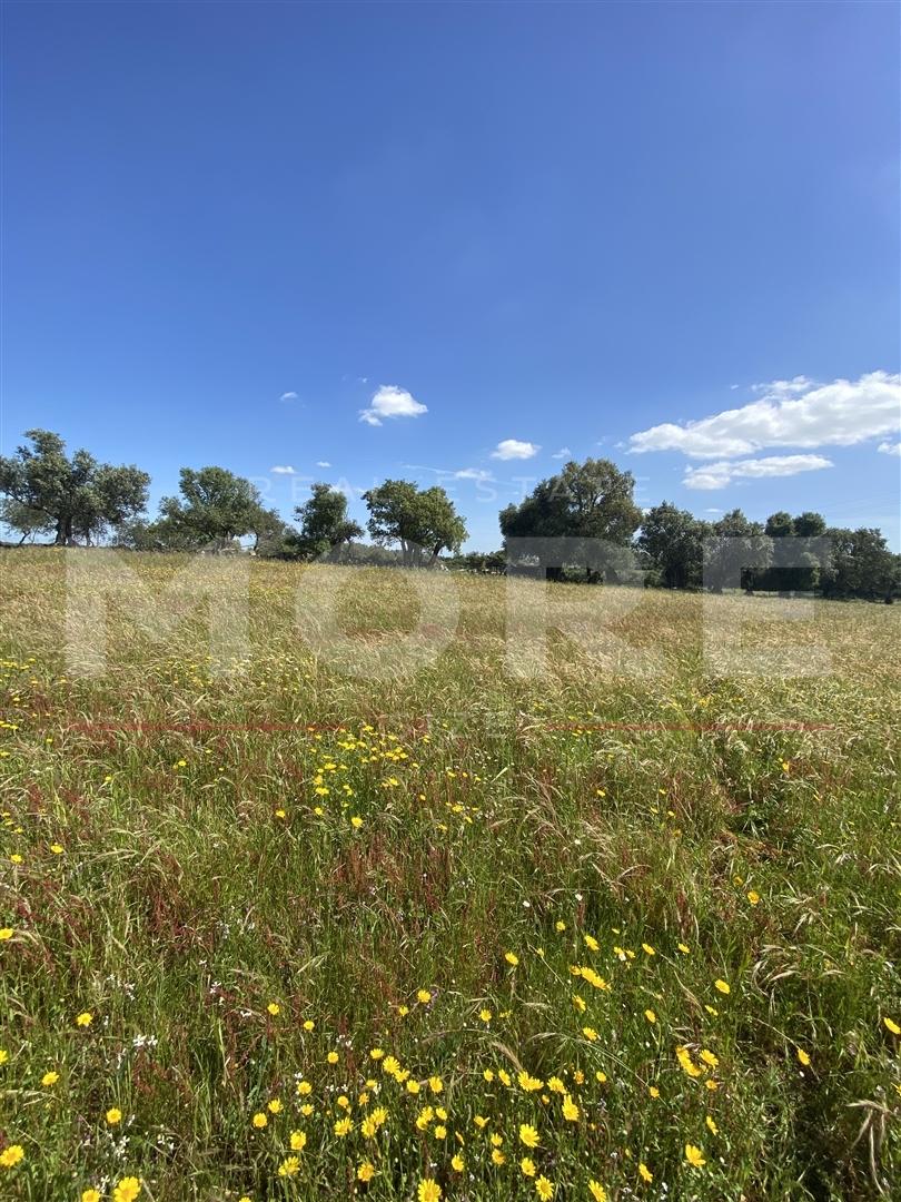 Terreno Rústico em Alcáçovas, Viana do Alentejo