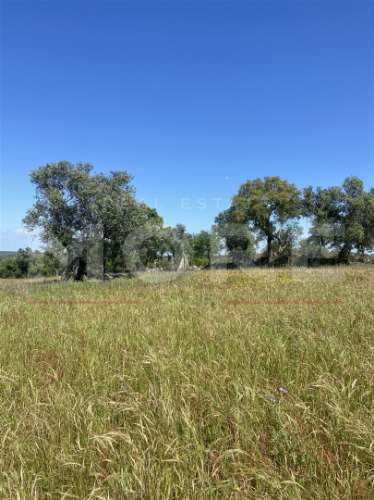 Terreno Rústico com 18.750 m² – Alcáçovas, Viana do Alentejo