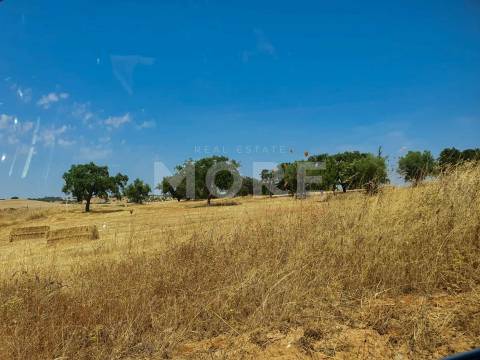 Herdade - 31,5 hectares - Torrão