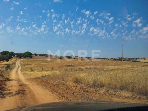 Herdade - 31,5 hectares - Torrão
