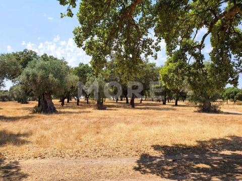 Herdade - 31,5 hectares - Torrão