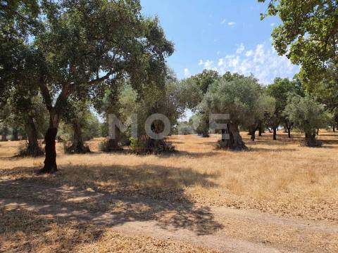 Herdade - 31,5 hectares - Torrão