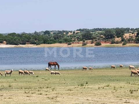 Herdade - 31,5 hectares - Torrão
