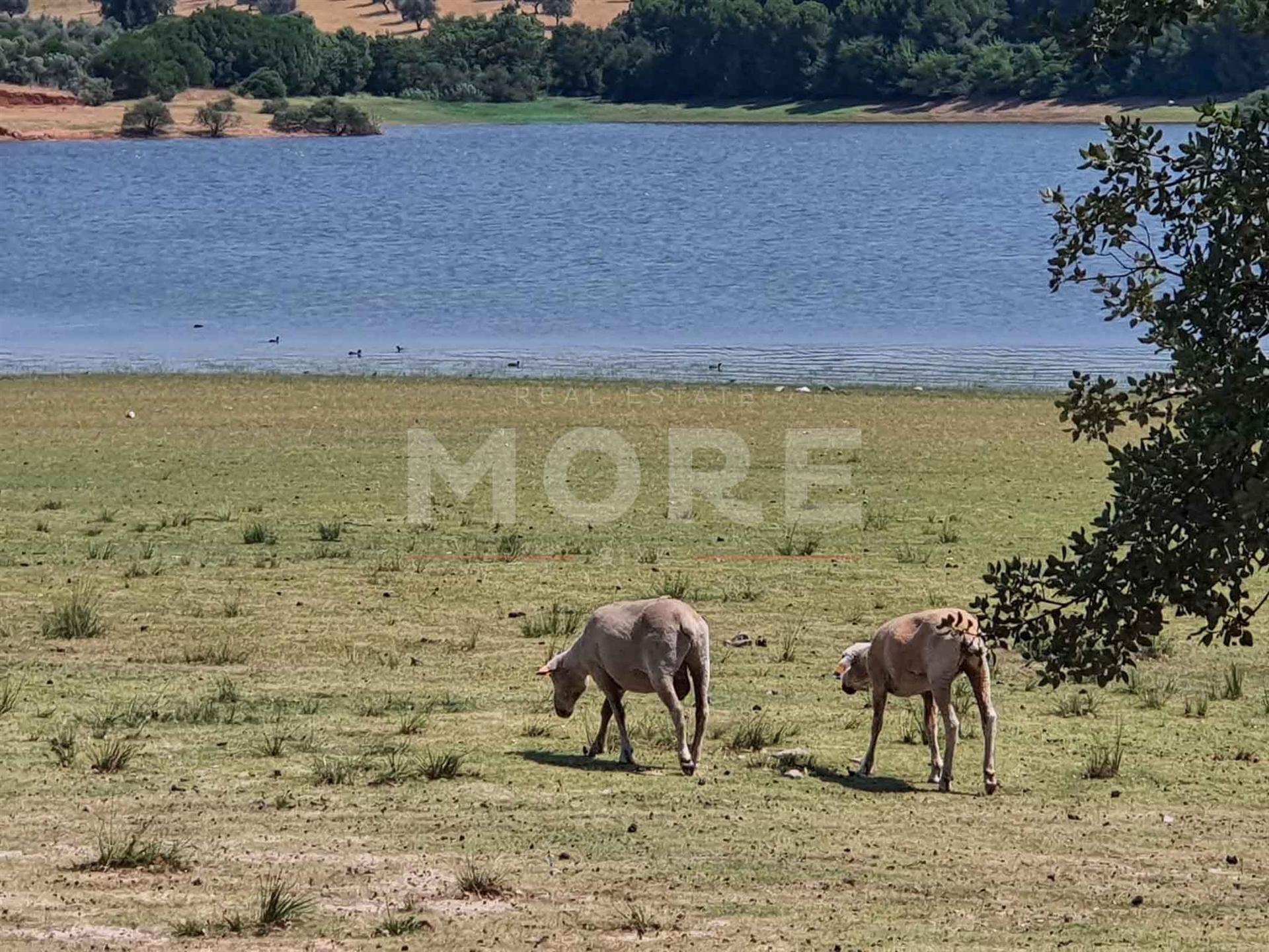Herdade - 31,5 hectares - Torrão