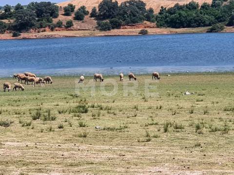 Herdade - 31,5 hectares - Torrão