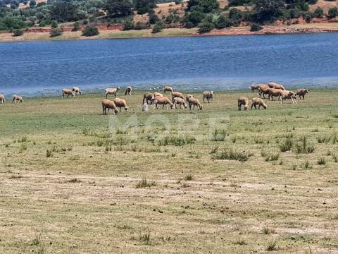 Herdade - 31,5 hectares - Torrão
