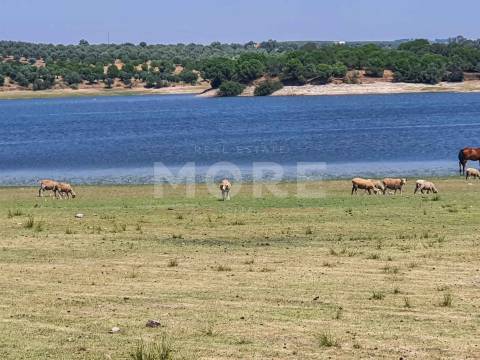 Herdade - 31,5 hectares - Torrão