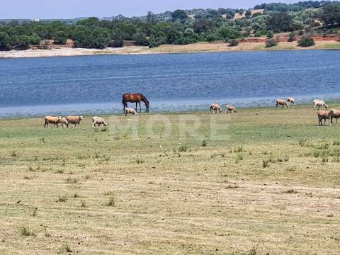 Herdade - 31,5 hectares - Torrão