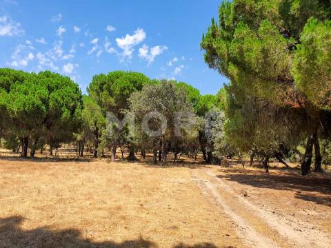 Herdade - 31,5 hectares - Torrão