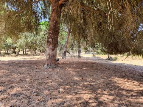 Herdade - 31,5 hectares - Torrão