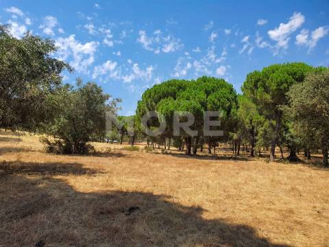 Herdade - 31,5 hectares - Torrão