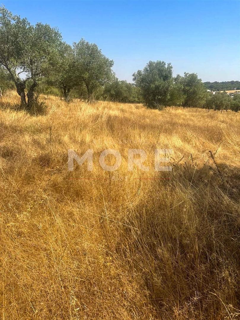 Terreno  Venda em Alcáçovas,Viana do Alentejo